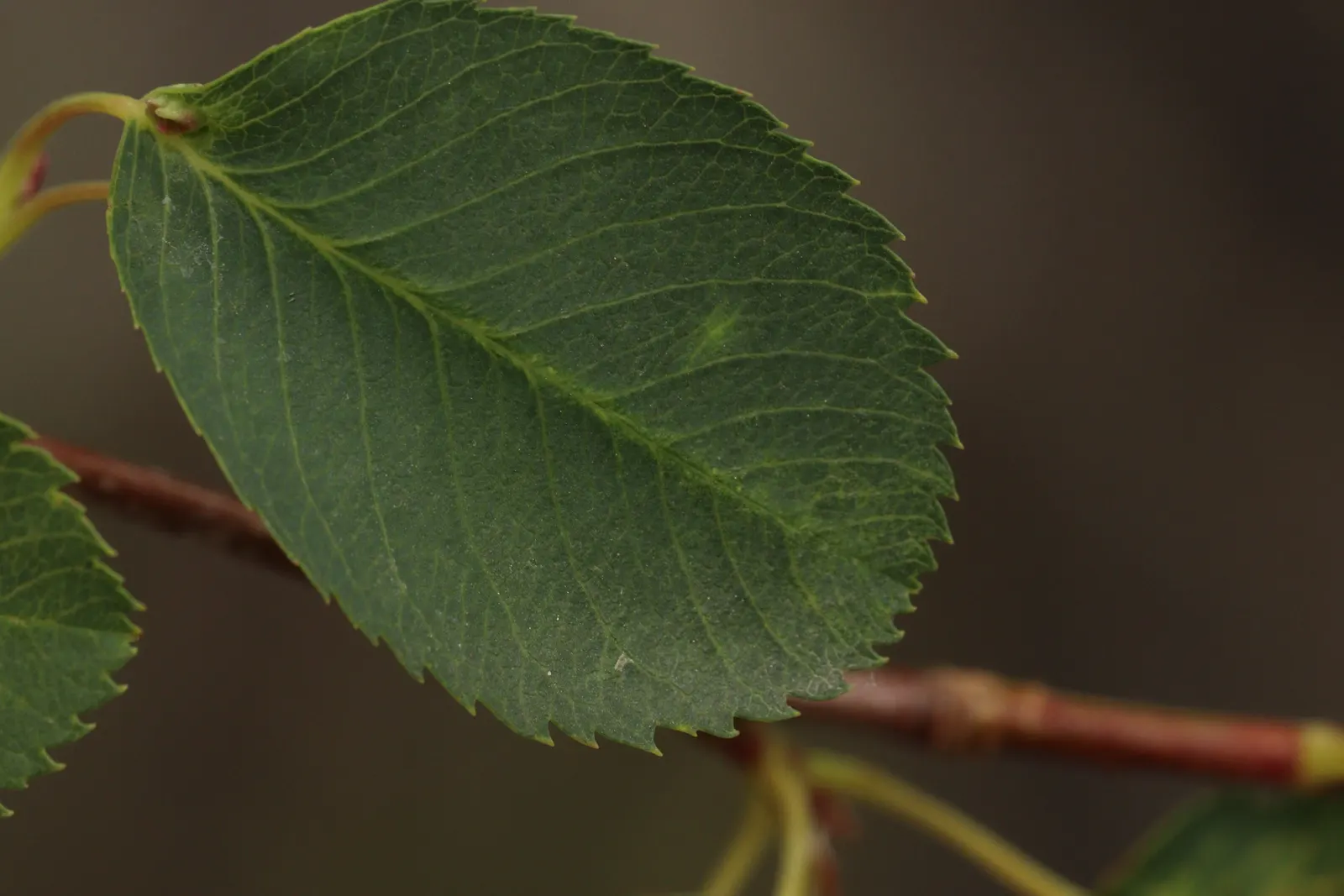 Saskatoon Serviceberry (Amelanchier Alnifolia) — purplish-blue berries that ripen in early- to mid-summer; adding ecological value to your client's garden