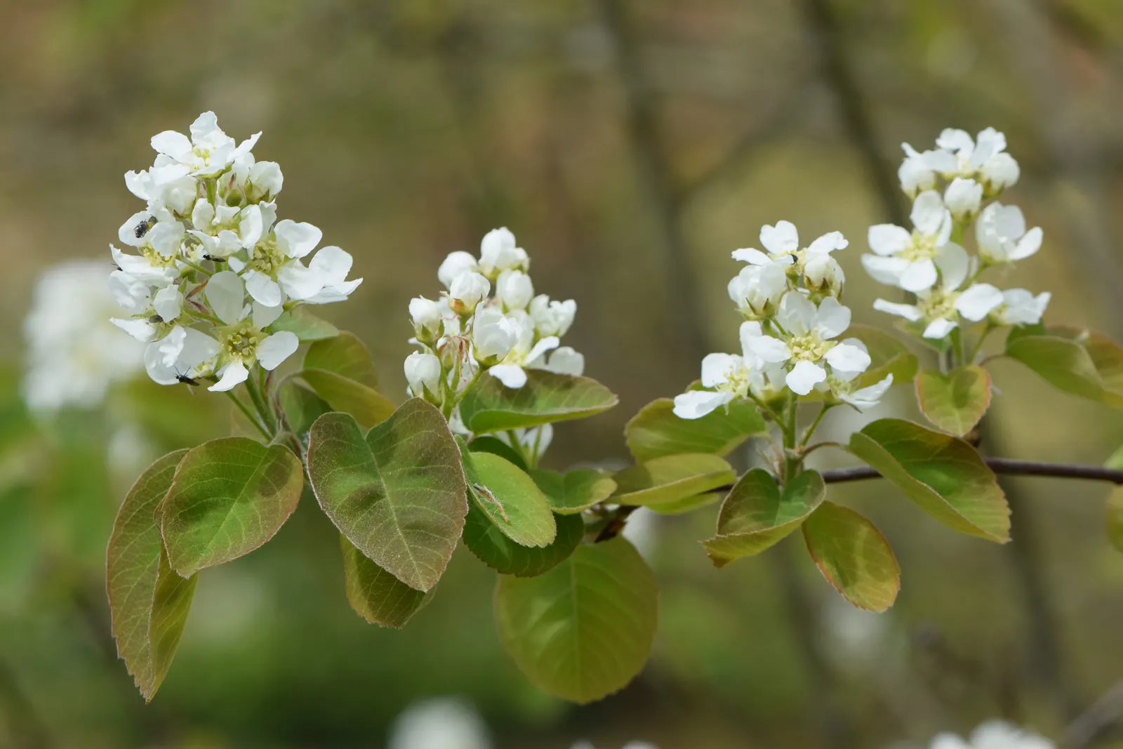 Saskatoon Serviceberry (Amelanchier Alnifolia) — rounded silhouette suitable for garden borders