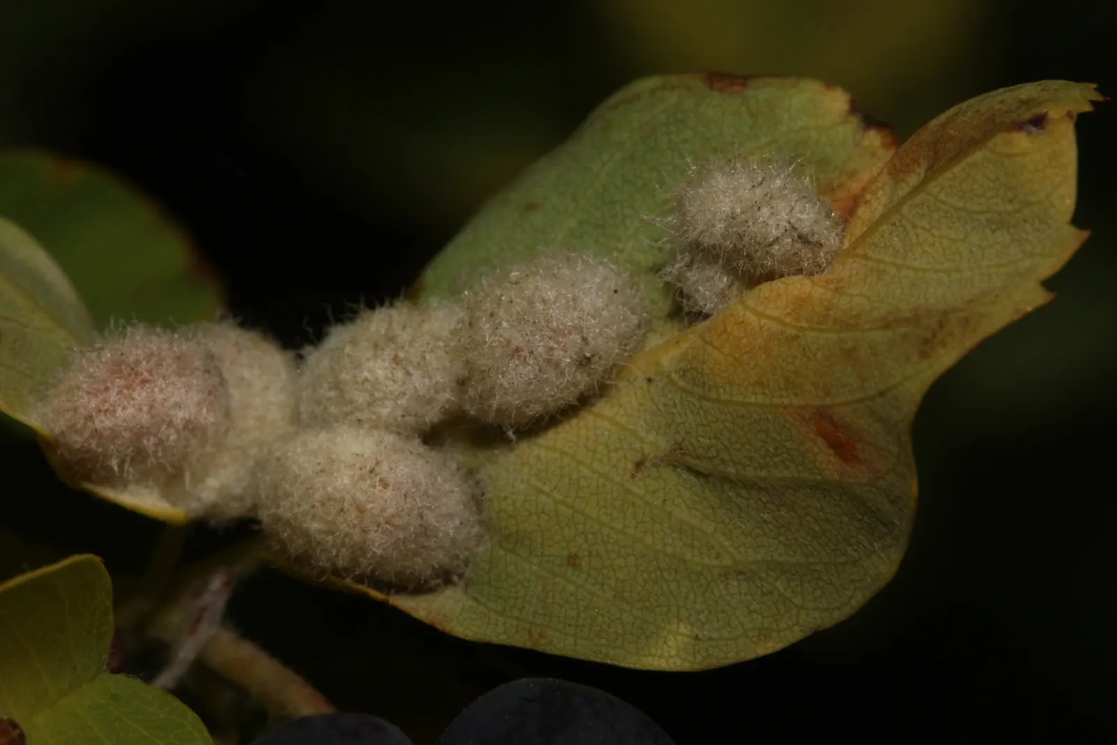 Saskatoon Serviceberry (Amelanchier Alnifolia) — shrub / tree with white blooms; the Saskatoon Serviceberry is prized for its edible