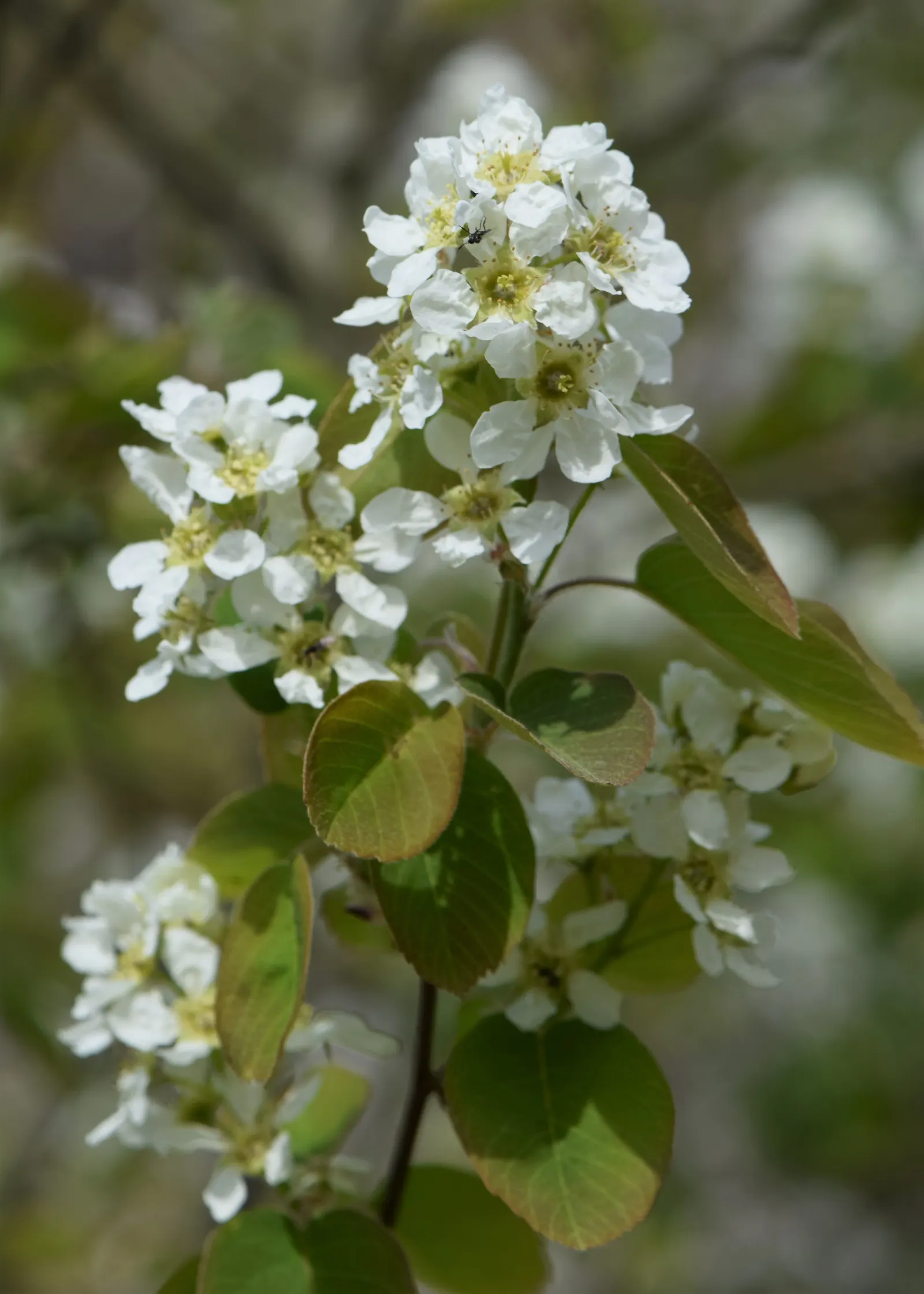 Saskatoon Serviceberry (Amelanchier Alnifolia) — Drought-tolerant once established, it thrives in full sun to part shade and prefers well-drained, image 56