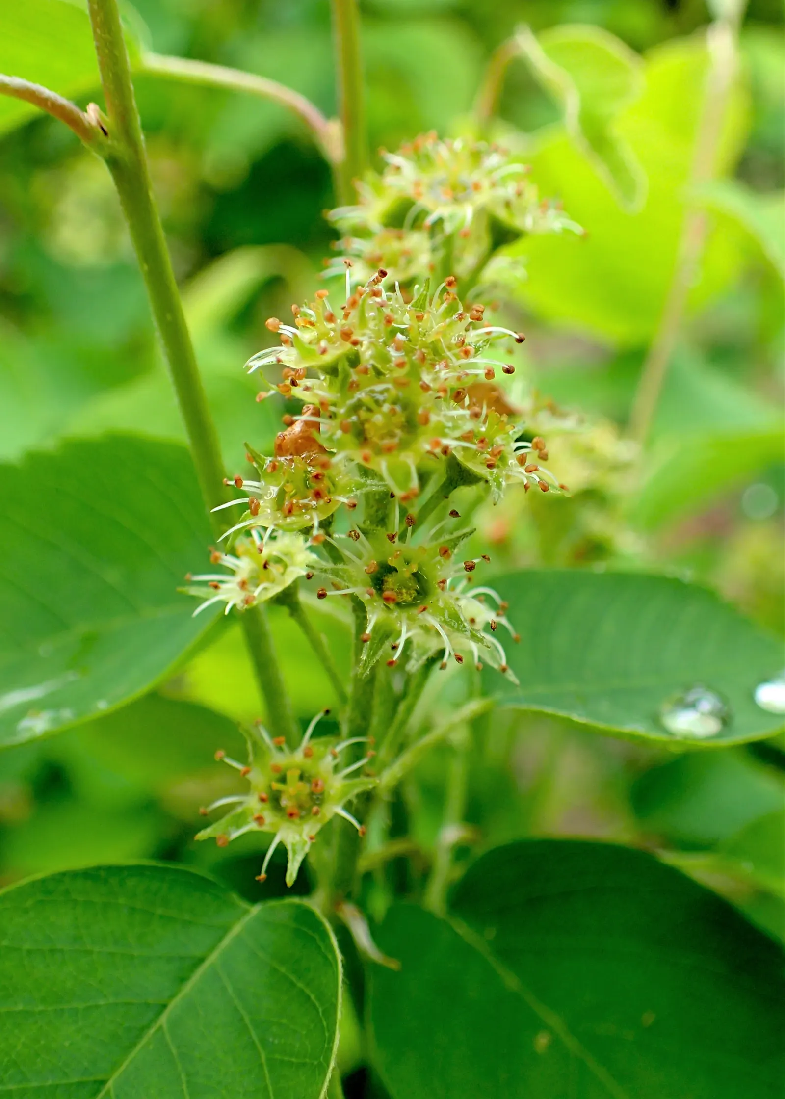 Saskatoon Serviceberry (Amelanchier Alnifolia) — the Saskatoon Serviceberry is prized for its edible; autumn brings a splendid display of red and yellow
