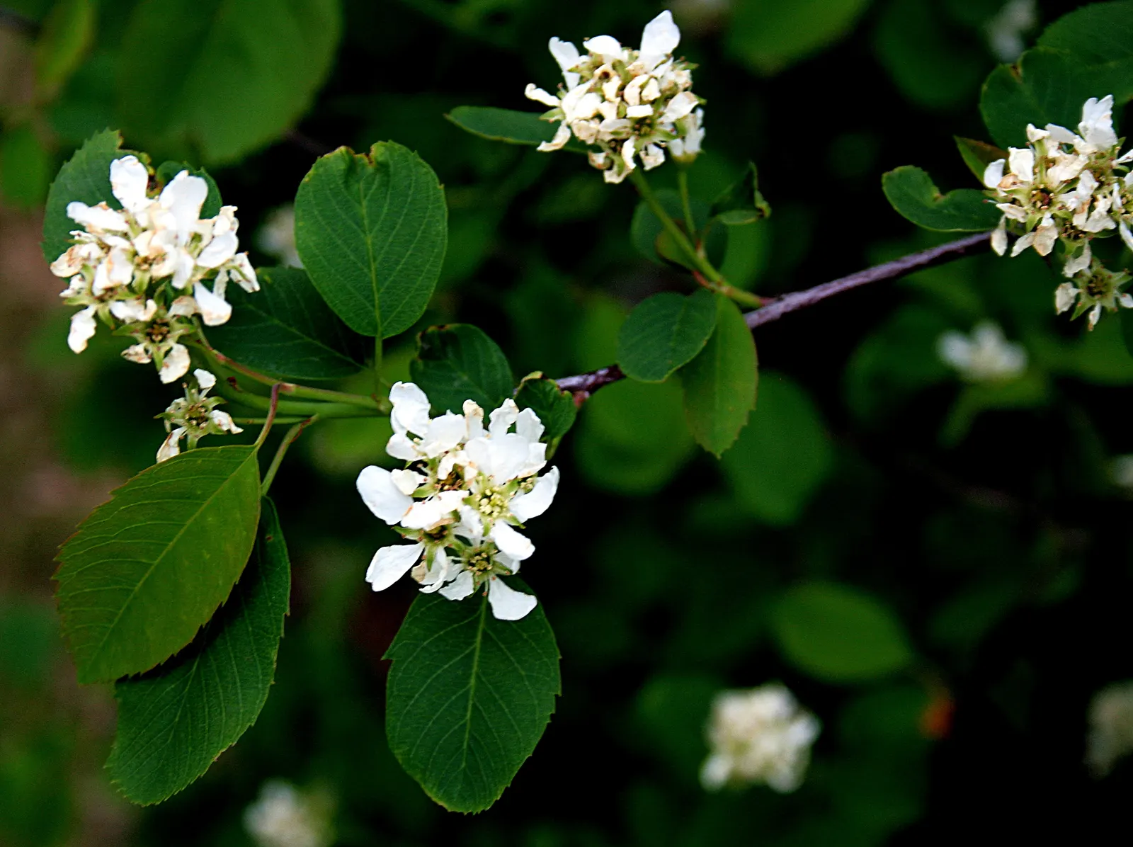 Saskatoon Serviceberry (Amelanchier Alnifolia) — the plant erupts in a profusion of star-shaped; or as a naturalizing element.<br><br>Renowned for its early