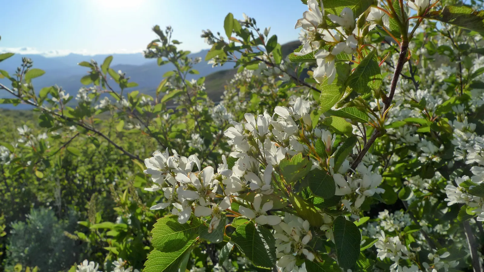 Saskatoon Serviceberry (Amelanchier Alnifolia) — shrub / tree for full or half