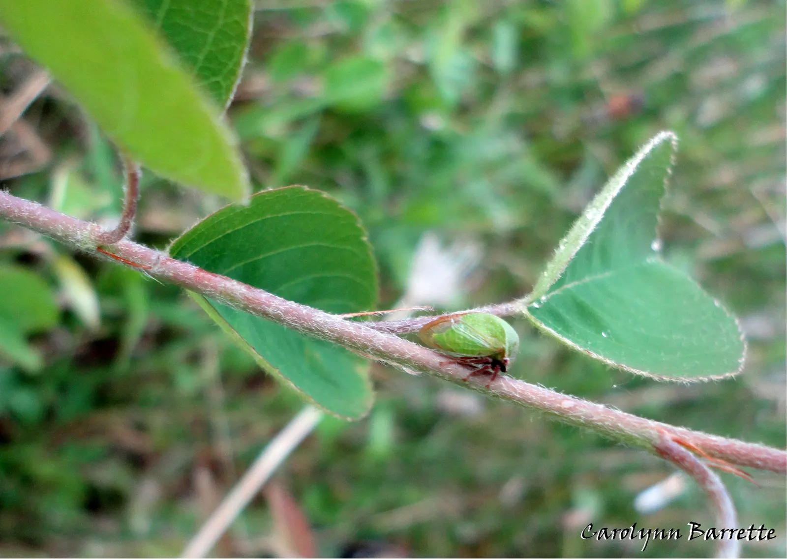 Saskatoon Serviceberry (Amelanchier Alnifolia) — the Saskatoon Serviceberry is prized for its edible