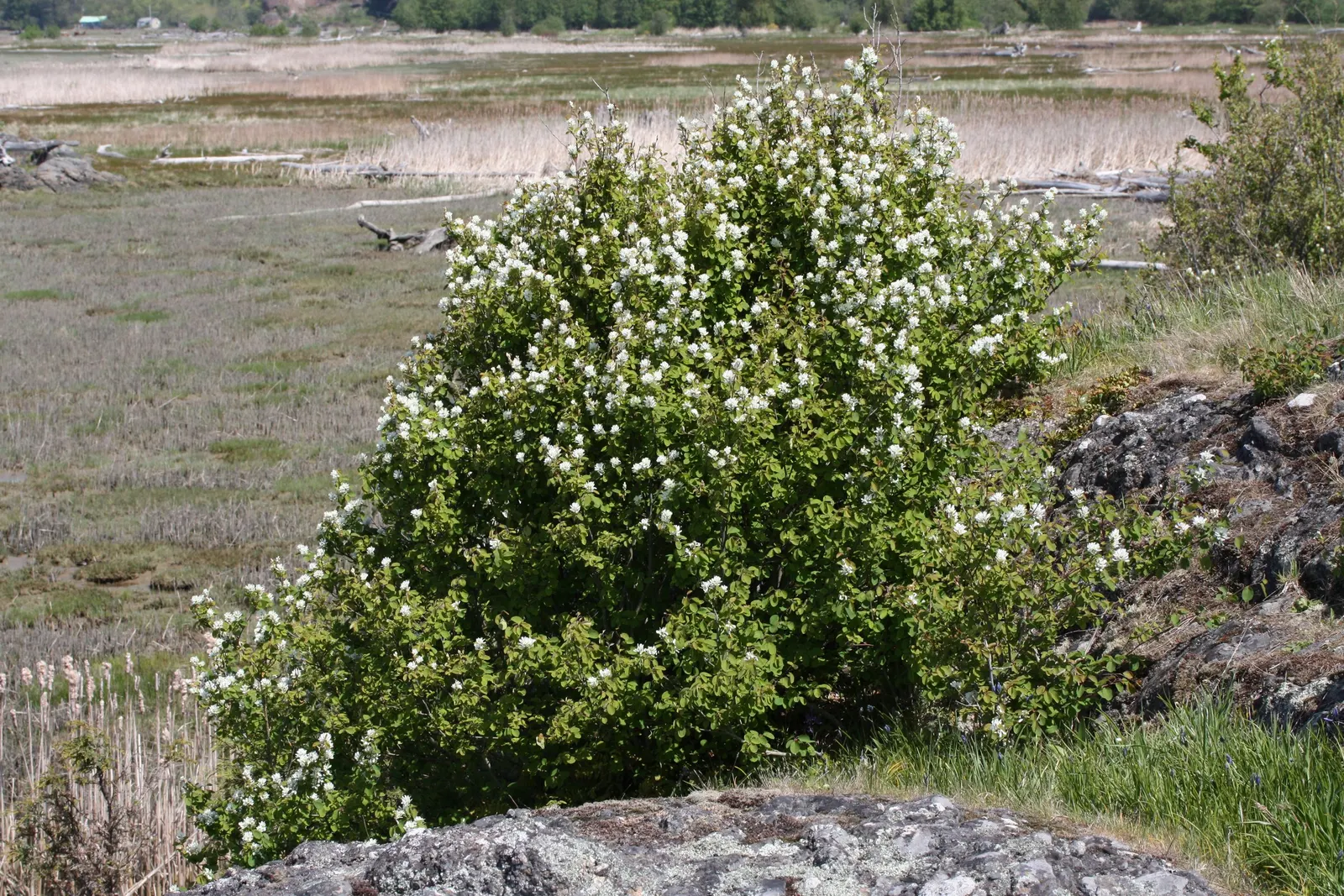 Saskatoon Serviceberry (Amelanchier Alnifolia) — shrub / tree with white blooms