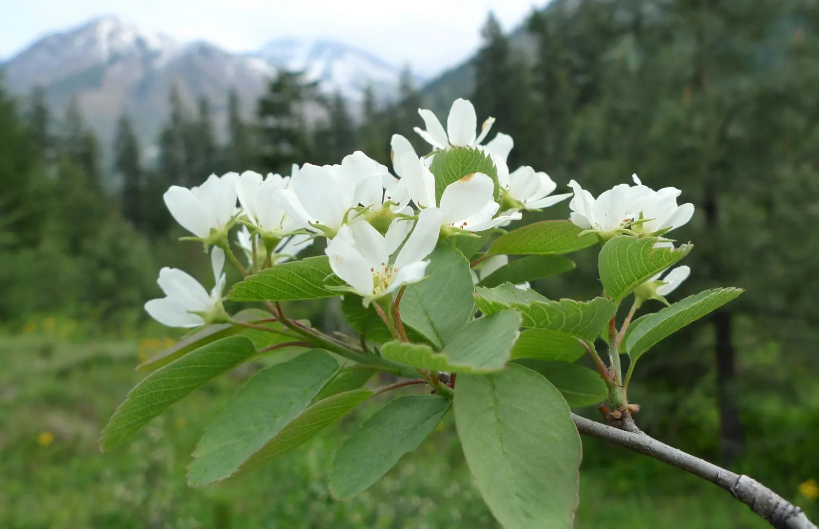 Saskatoon Serviceberry (Amelanchier Alnifolia) — adding ecological value to your client's garden; it flaunts striking white flowers in spring, followed by