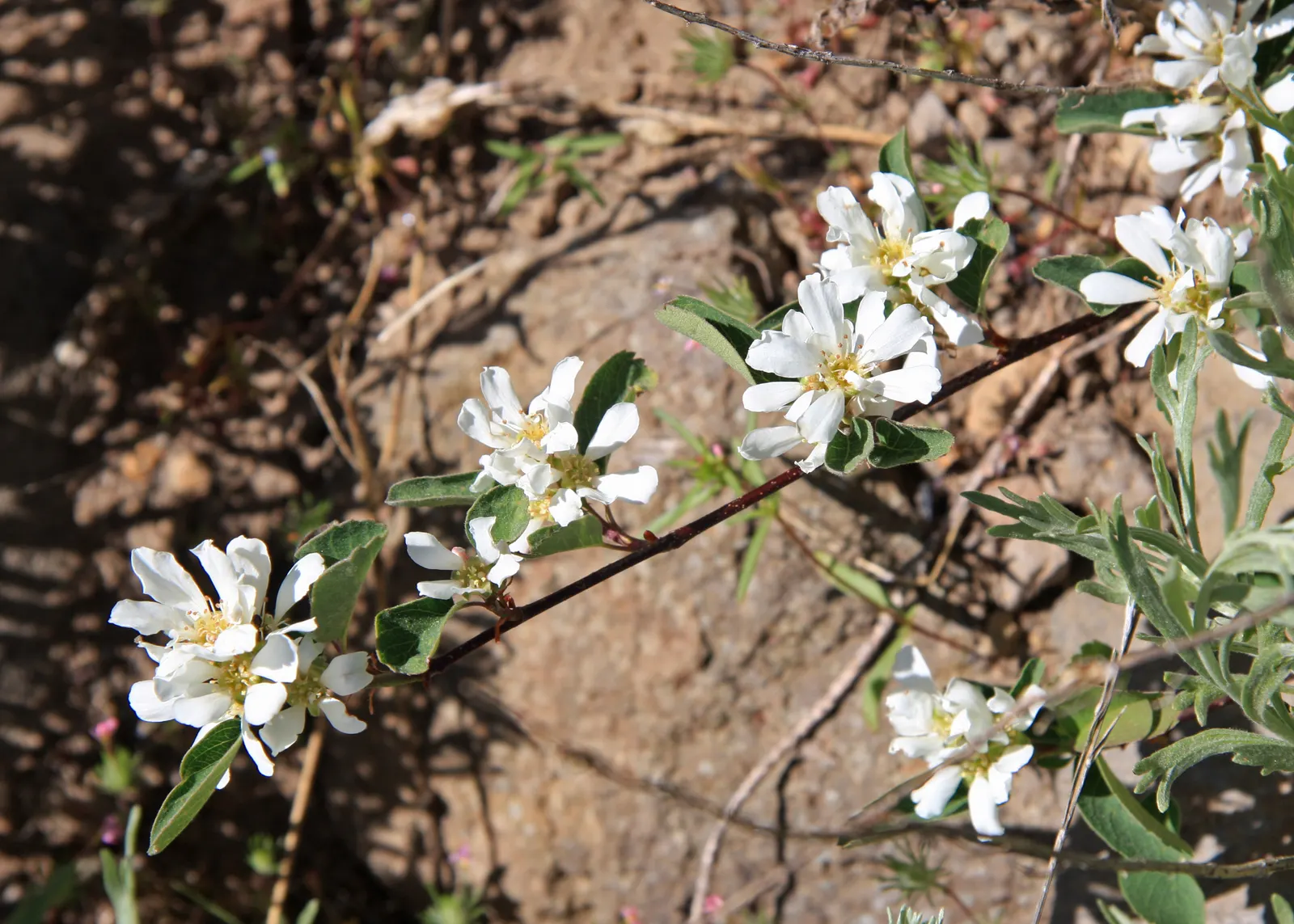 Saskatoon Serviceberry (Amelanchier Alnifolia) — making it a low-maintenance choice for various landscape settings; maturing at 6-18 feet with an equal spread