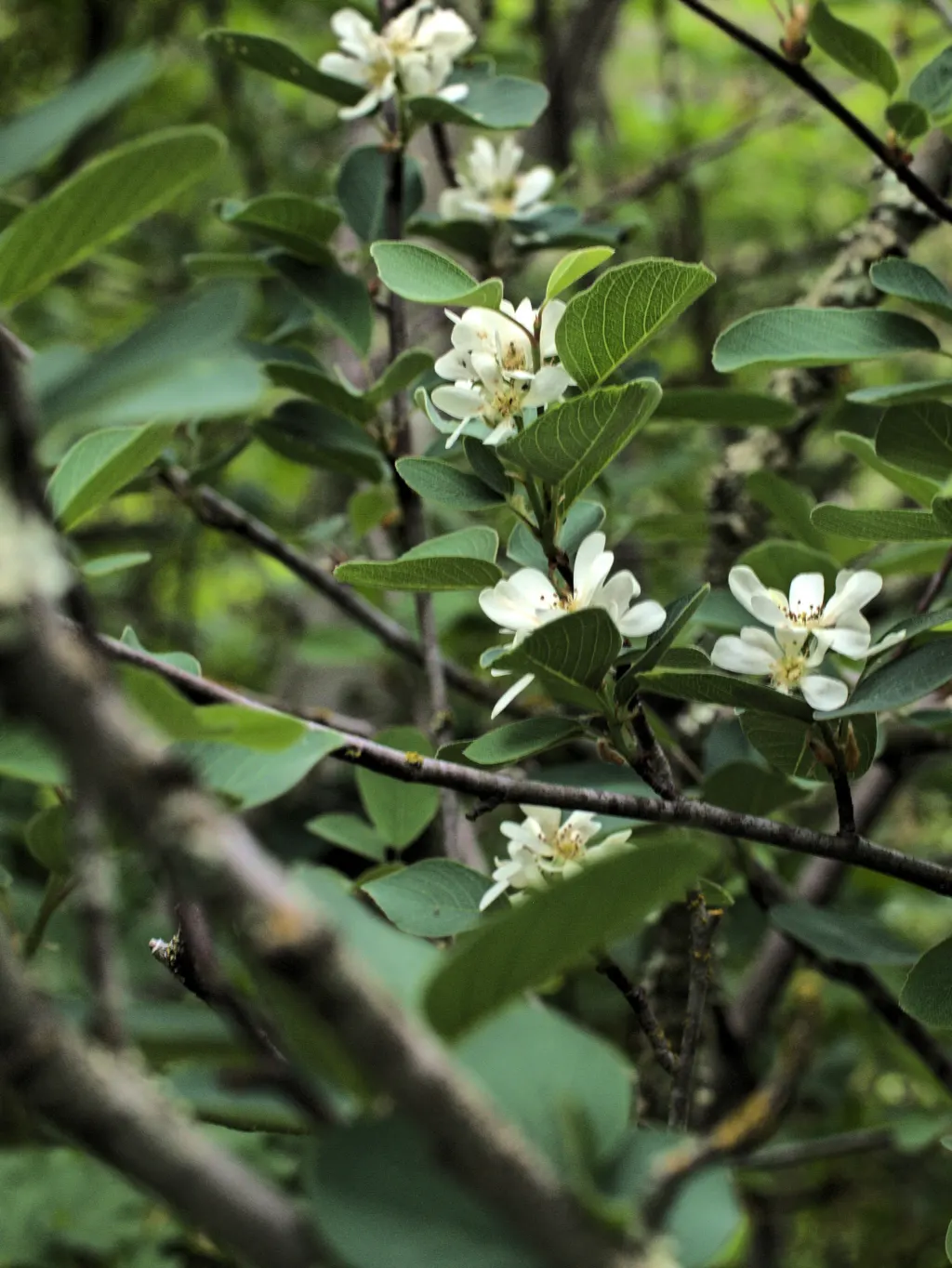 Saskatoon Serviceberry (Amelanchier Alnifolia) — these berries are a favorite for bird species and make delicious additions to human diets as well; shrub /