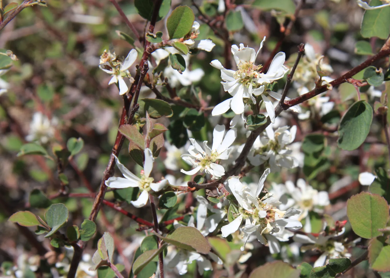 Saskatoon Serviceberry (Amelanchier Alnifolia) — Approximately 0.25 to 0.75 inch in diameter; these berries are a favorite for bird species and make delicious