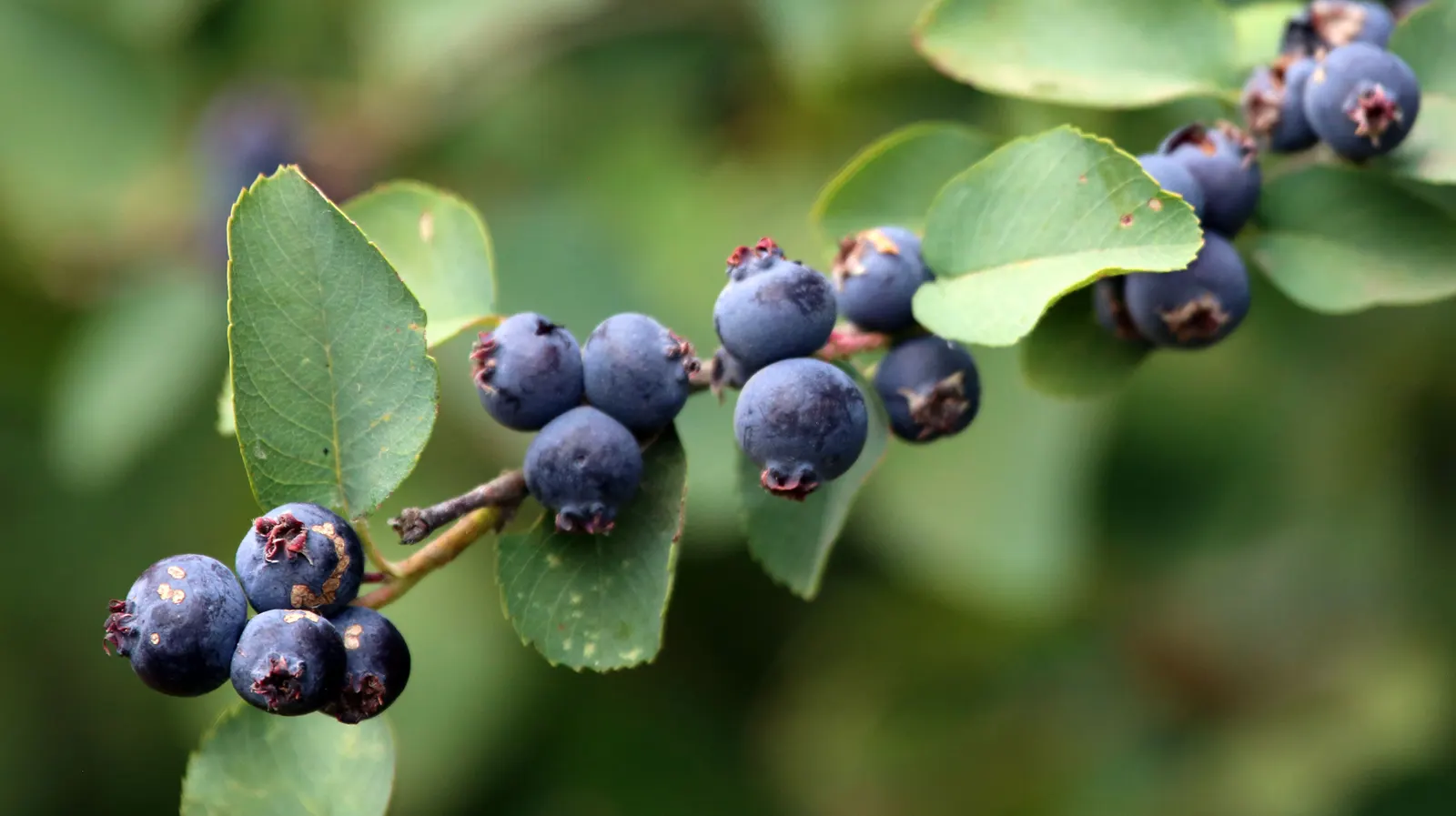Saskatoon Serviceberry (Amelanchier Alnifolia) — providing extended seasonal interest.<br><br>Furthermore; white flowers in the garden