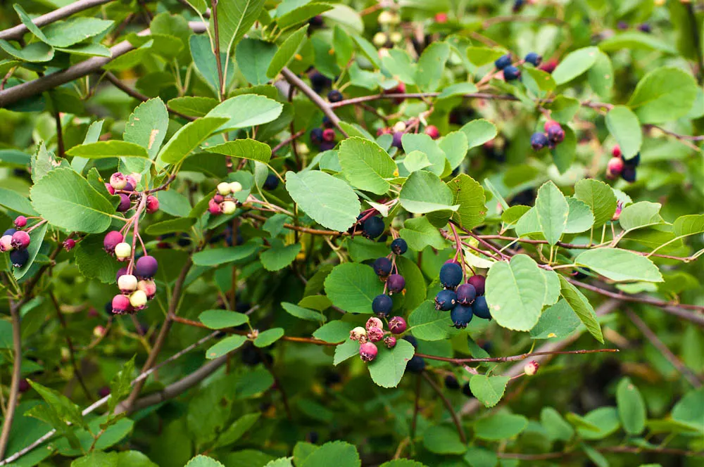 Saskatoon Serviceberry (Amelanchier Alnifolia) — The Saskatoon Serviceberry (Amelanchier alnifolia) is a resilient shrub; drought-tolerant once, image 53
