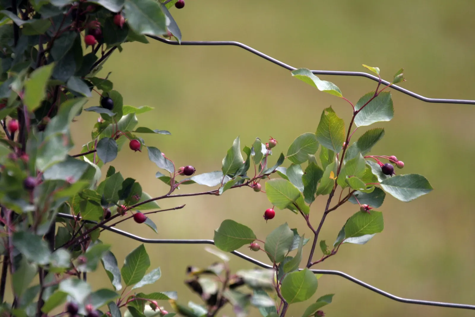 Saskatoon Serviceberry (Amelanchier Alnifolia) — It flaunts striking white flowers in spring, followed by edible purple berries in summer, relished by