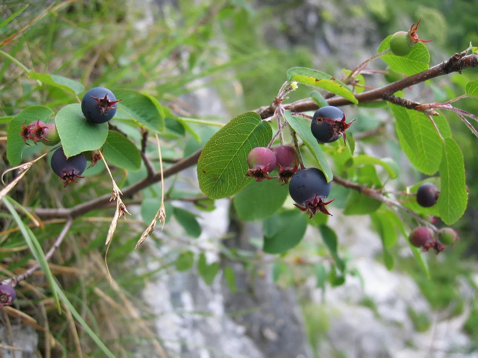 Saskatoon Serviceberry (Amelanchier Alnifolia) — shrub / tree for full or half; making it a low-maintenance choice for various landscape settings