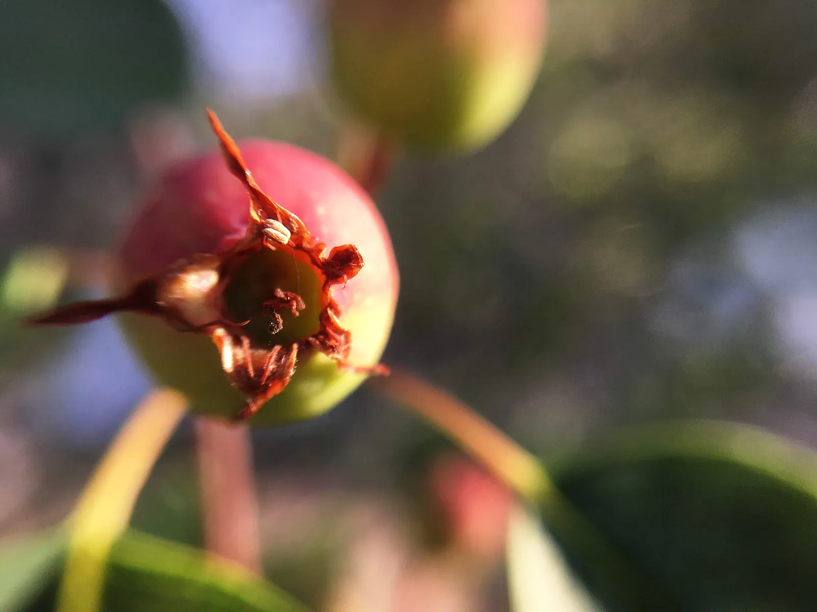 Saskatoon Serviceberry (Amelanchier Alnifolia) — the Saskatoon Serviceberry thrives in full sun to partial shade and prefers well-drained soils