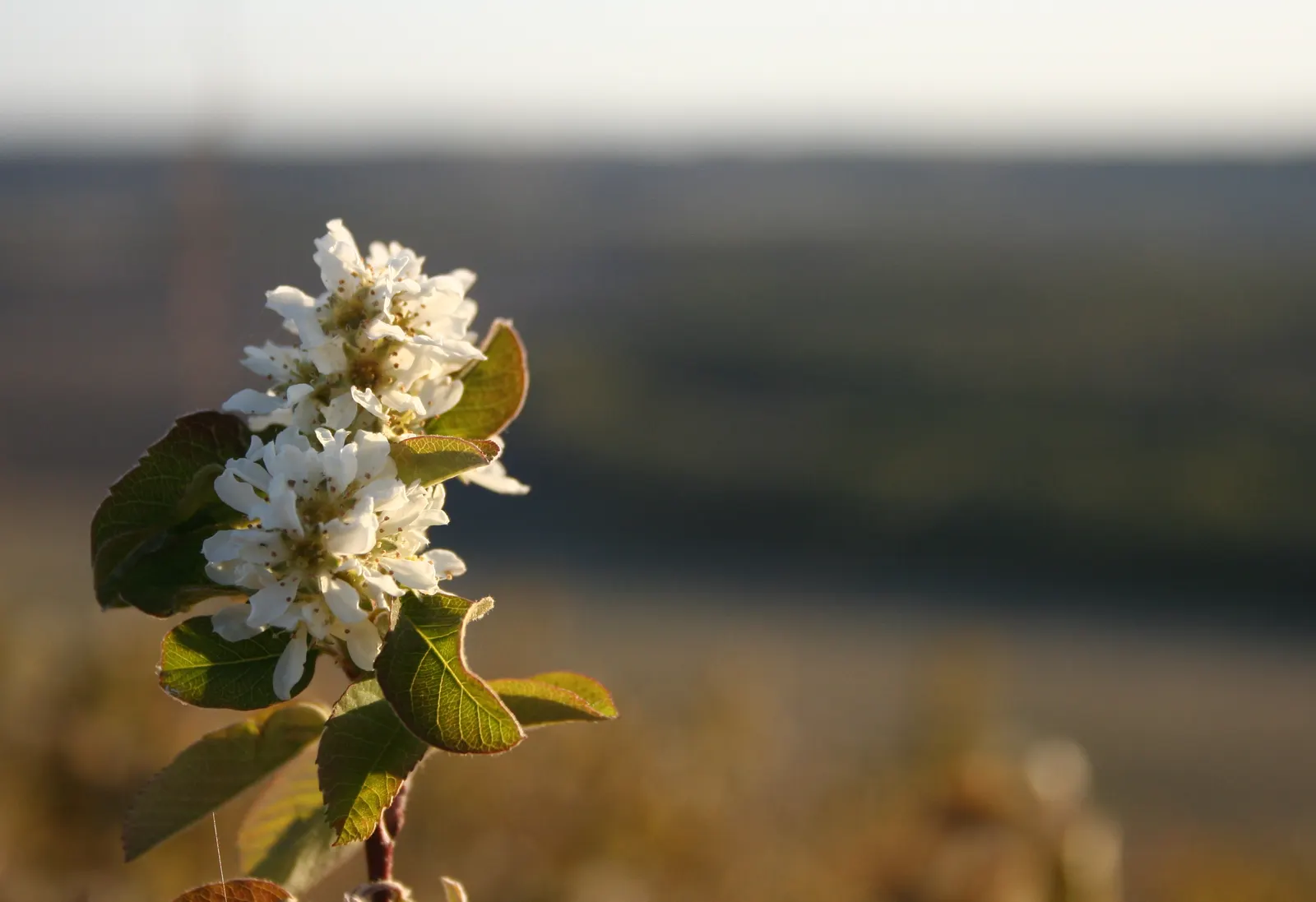 Saskatoon Serviceberry (Amelanchier Alnifolia) — white flowers in the garden