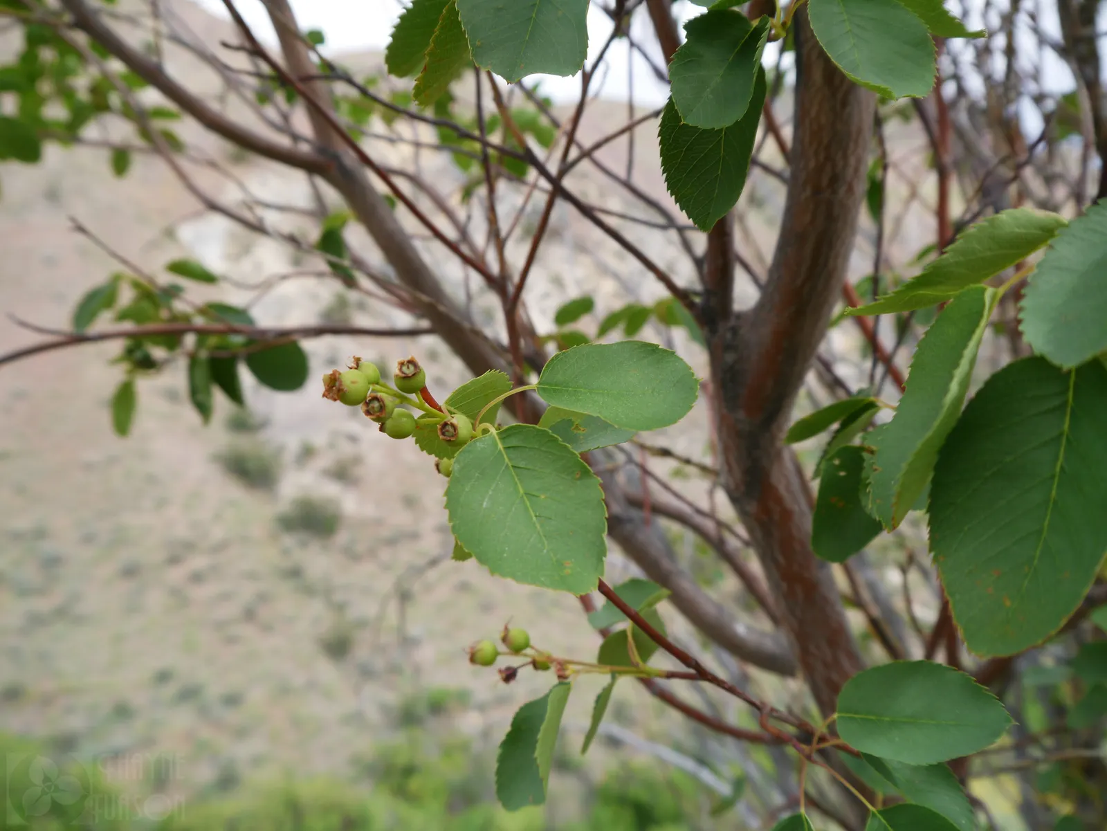 Saskatoon Serviceberry (Amelanchier Alnifolia) — rounded silhouette suitable for garden borders; perfect for jams or pies.<br><br>Hardy in USDA zones 4 to 9