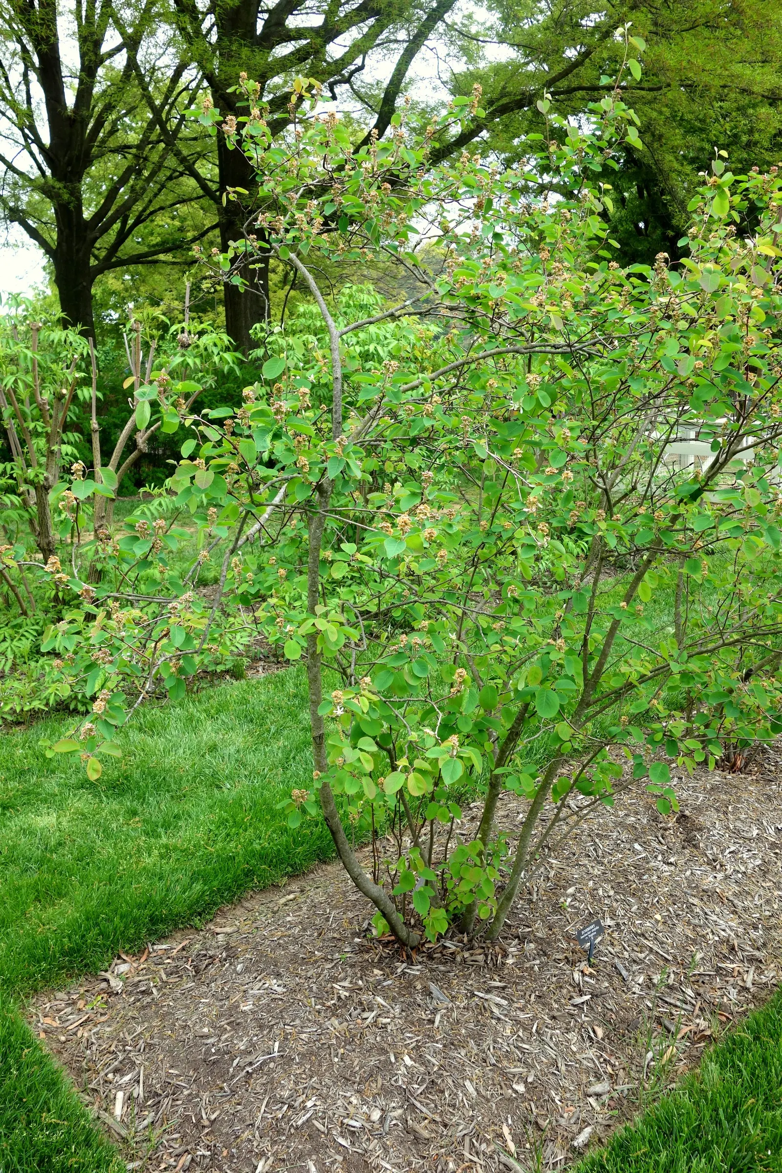 Saskatoon Serviceberry (Amelanchier Alnifolia) — Reaching mature heights of 6 to 10 feet; the foliage unfolds in leaves measuring approximately 1 to 3 inches