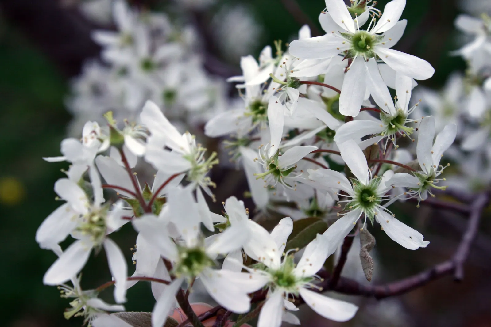 Saskatoon Serviceberry (Amelanchier Alnifolia) — The Saskatoon Serviceberry (Amelanchier alnifolia) is a resilient shrub; drought-tolerant once established, it