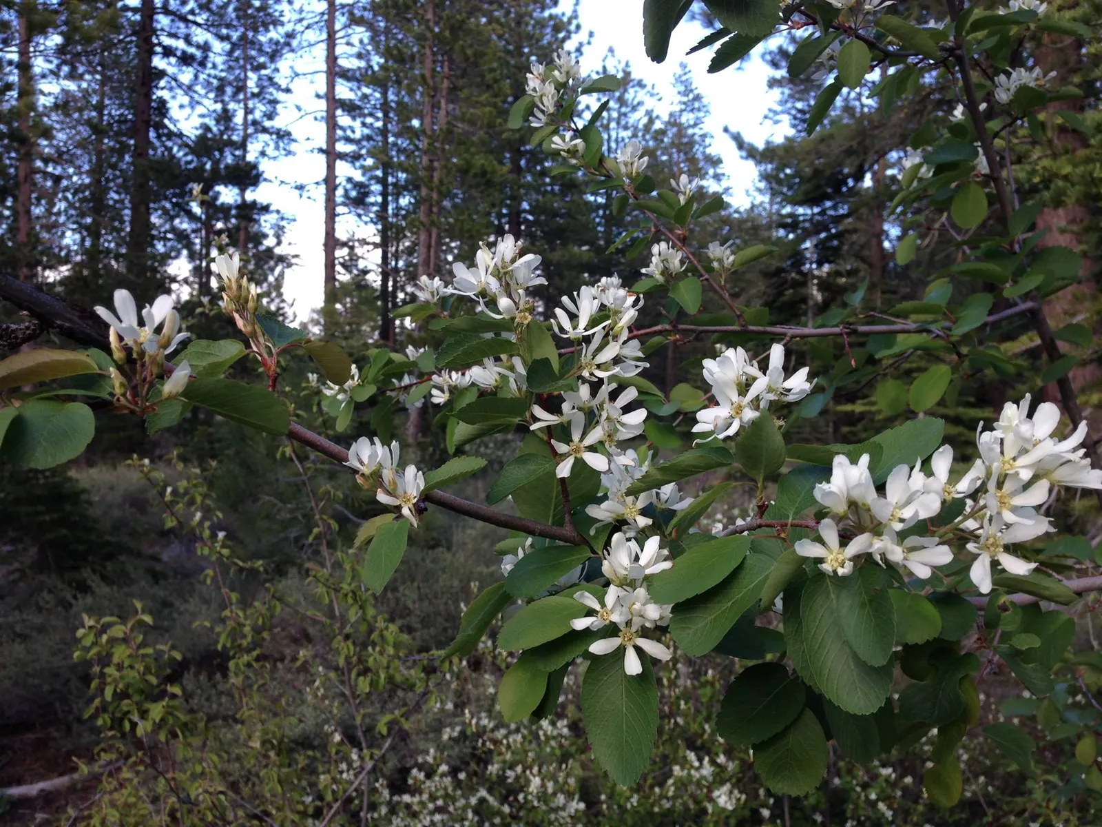 Saskatoon Serviceberry (Amelanchier Alnifolia) — maturing at 6-18 feet with an equal spread