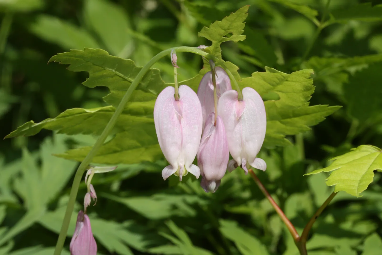 Pacific Bleeding Heart (Dicentra Formosa) — is a captivating perennial plant that thrives in USDA Hardiness Zones 3 through 9