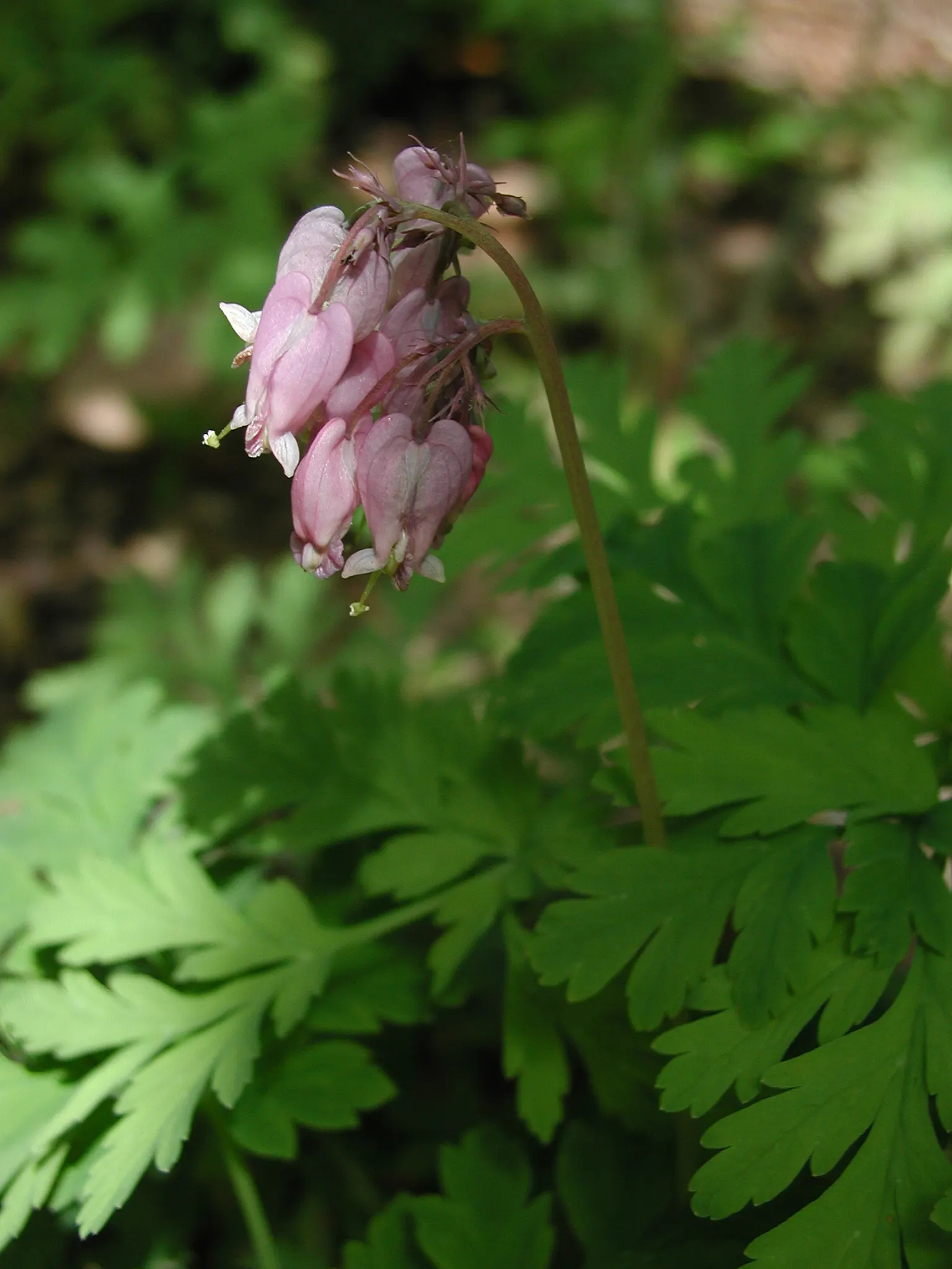 Pacific Bleeding Heart (Dicentra Formosa) — approximately 1 inch in size; this shade-loving plant unfurls its charms in areas with dappled sunlight