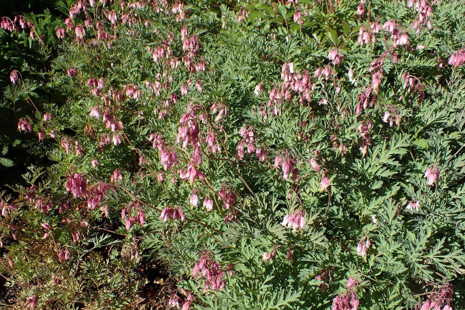Pacific Bleeding Heart (Dicentra Formosa) — Thriving in part to full shade, it prefers moist, well-drained soil