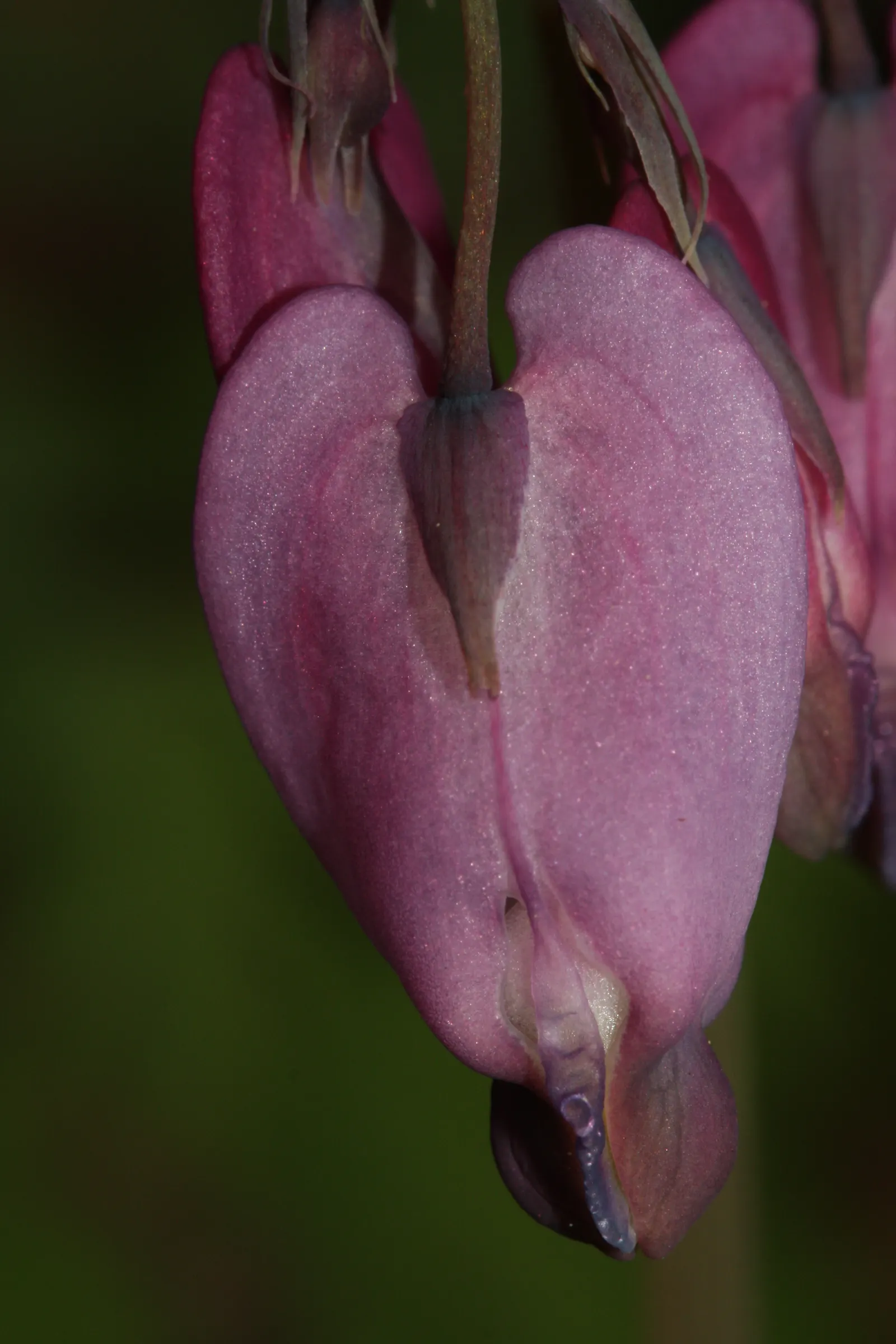 Pacific Bleeding Heart (Dicentra Formosa) — perennial for half or shade; and the season-long interest it provides when combined with other shade-loving