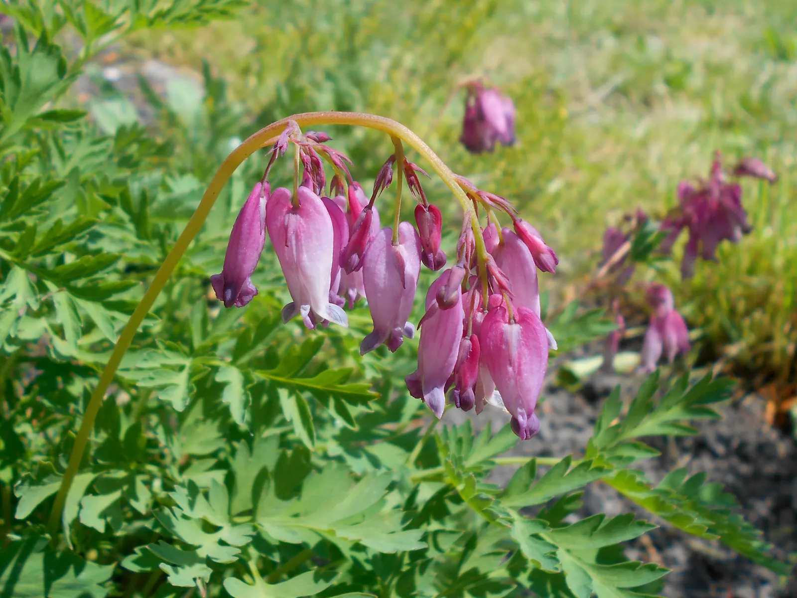 Pacific Bleeding Heart (Dicentra Formosa) — this shade-loving plant unfurls its charms in areas with dappled sunlight; although the plant is, image 67