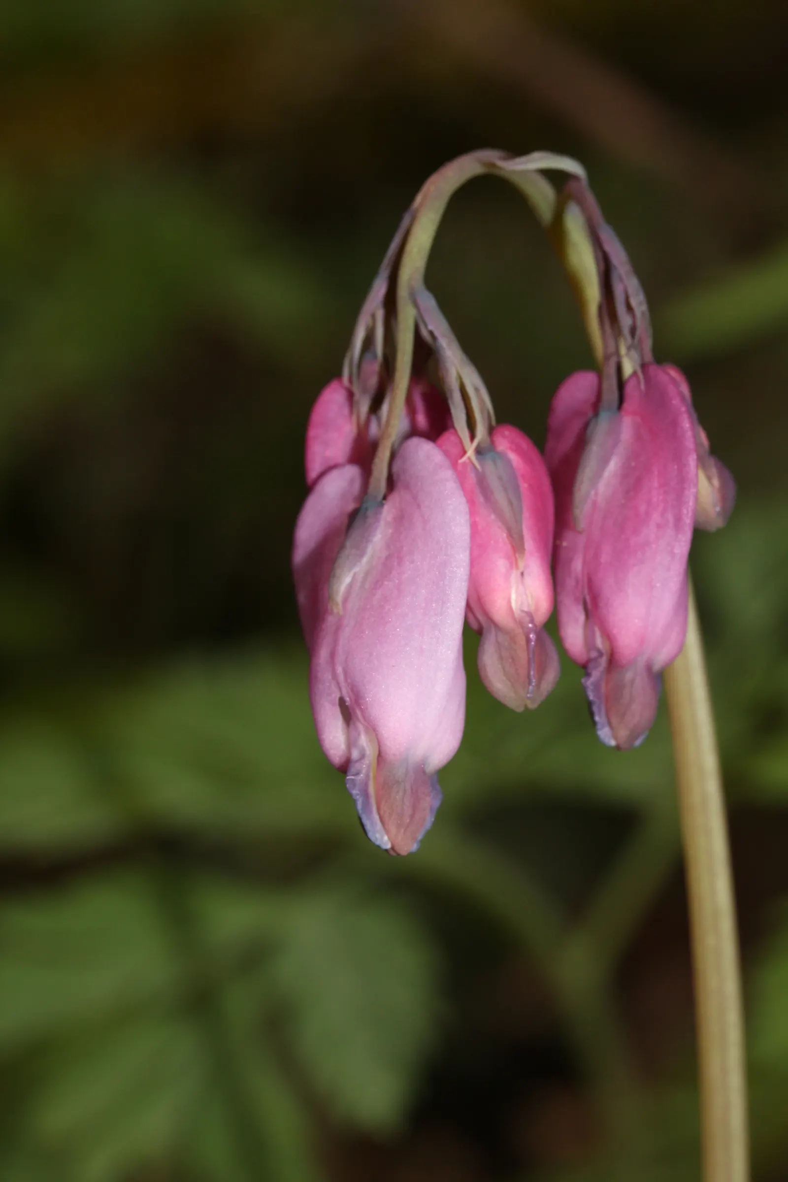 Pacific Bleeding Heart (Dicentra Formosa) — Although the plant is drought-tolerant once established, consistent moisture will keep it flourishing; this