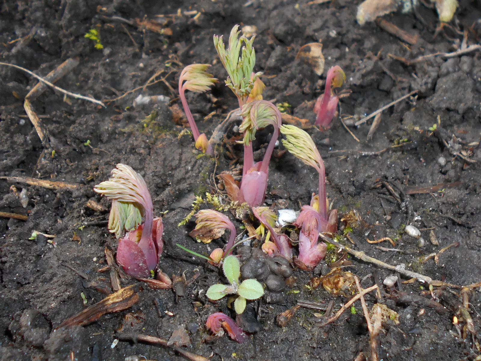Pacific Bleeding Heart (Dicentra Formosa) — blue-green that serves as a perfect backdrop for its unique