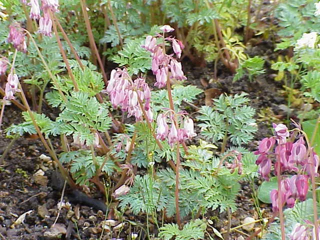 Pacific Bleeding Heart (Dicentra Formosa) — The Pacific Bleeding Heart (Dicentra formosa) is a perennial native to the Pacific Northwest; thriving, image 57