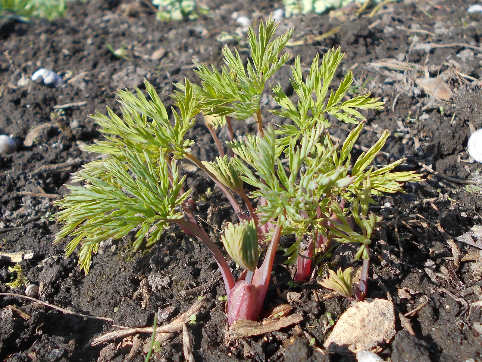 Pacific Bleeding Heart (Dicentra Formosa) — well-drained soil with an optimal pH between 6 and 7