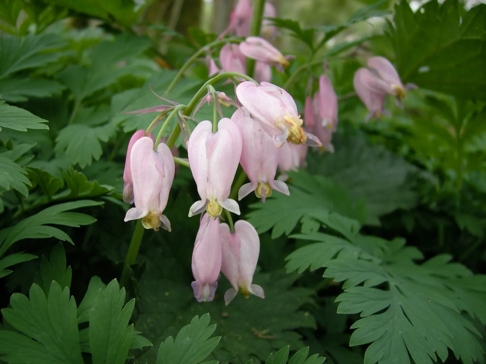 Pacific Bleeding Heart (Dicentra Formosa) — fern-like foliage is a lush; and the season-long interest it provides when combined with other, image 68