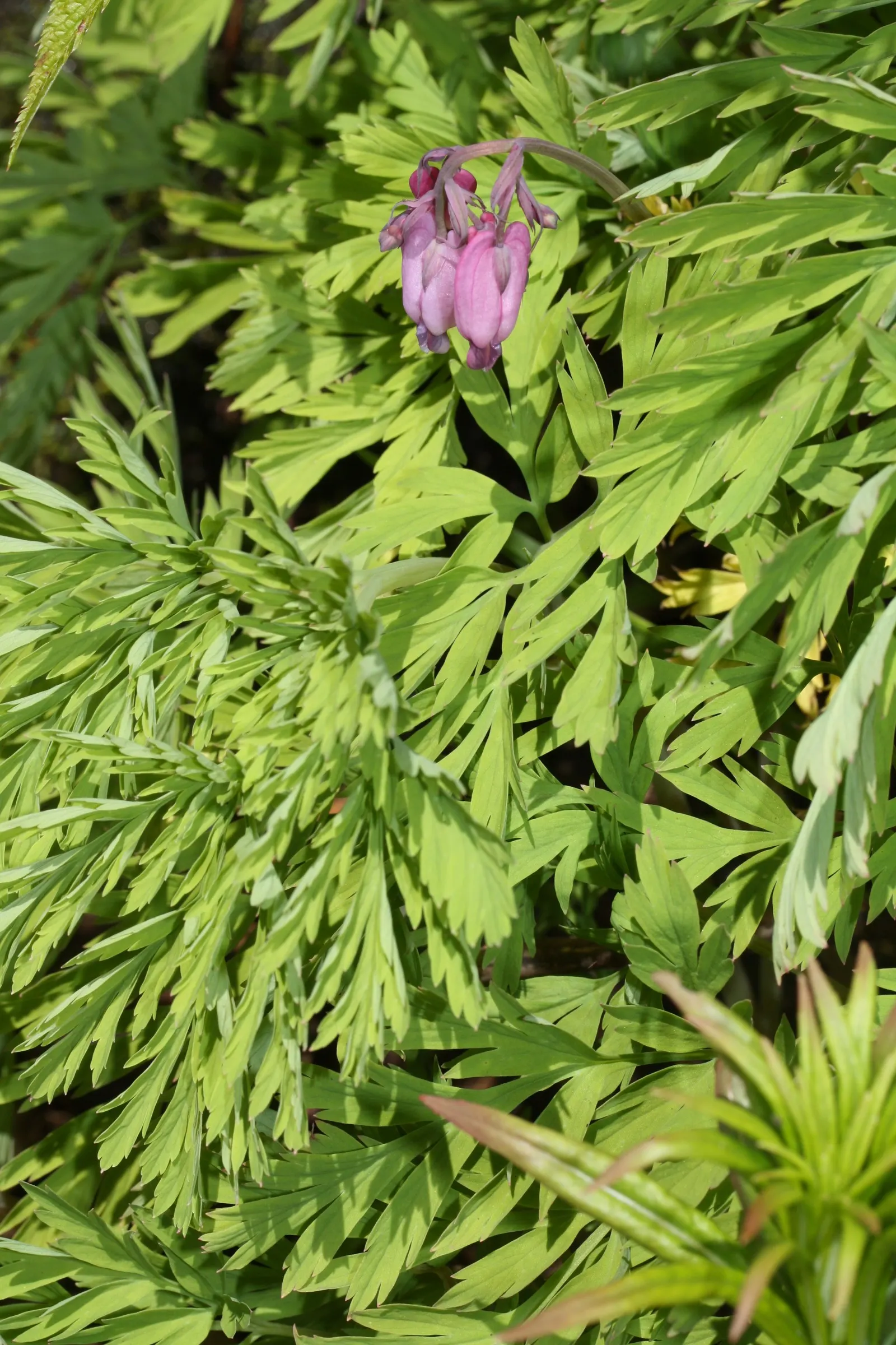 Pacific Bleeding Heart (Dicentra Formosa) — this plant reaches 18 inches in height with a similar spread; although the plant is drought-tolerant, image 59