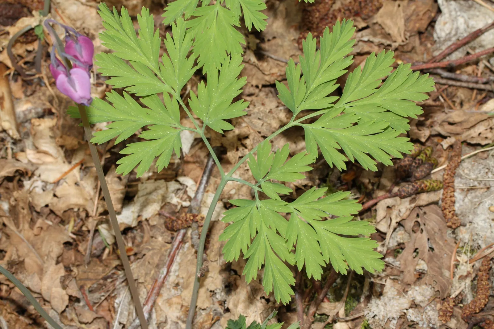 Pacific Bleeding Heart (Dicentra Formosa) — natural spreading ability; and the season-long interest it provides when combined with other shade-loving companions