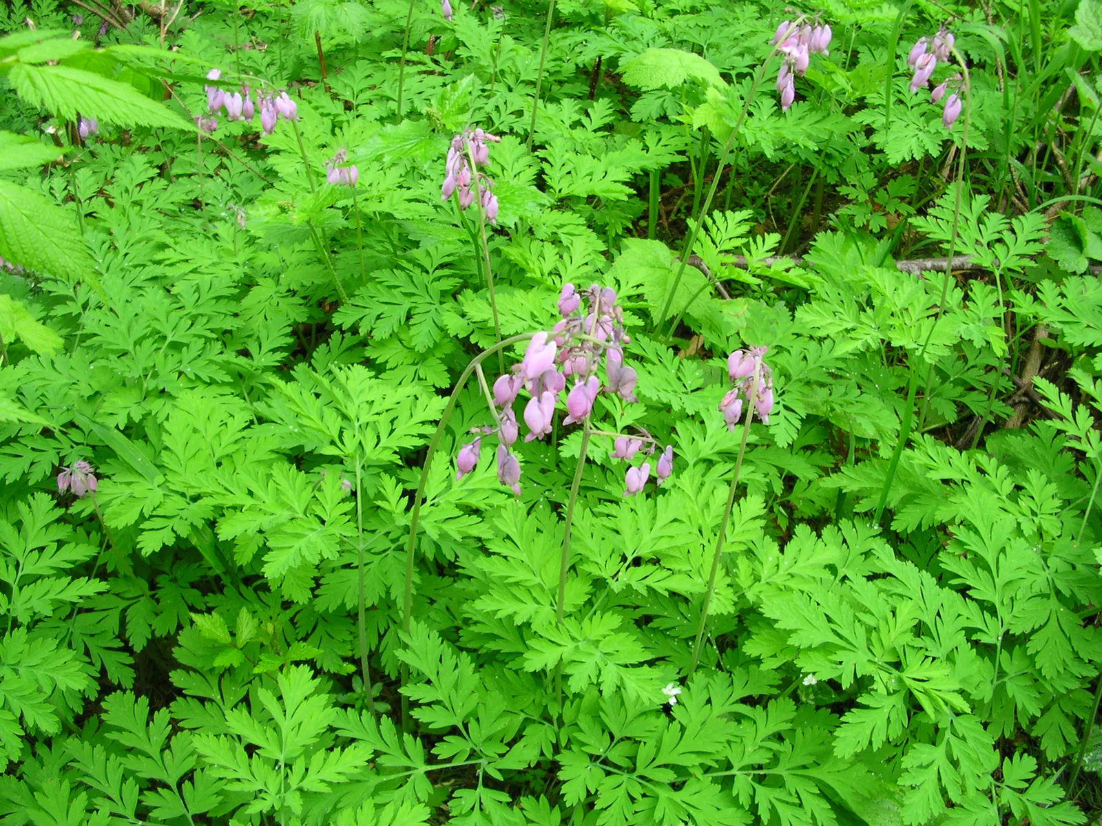 Pacific Bleeding Heart (Dicentra Formosa) — scientifically known as Dicentra formosa; although the plant is drought-tolerant once established, image 63