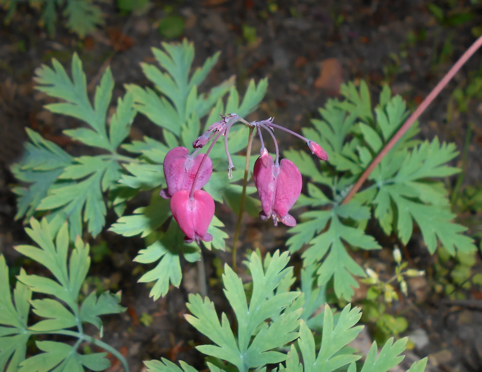 Pacific Bleeding Heart (Dicentra Formosa) — Foliage is fern-like, adding textural contrast; thriving in part to full shade, it prefers moist, image 61