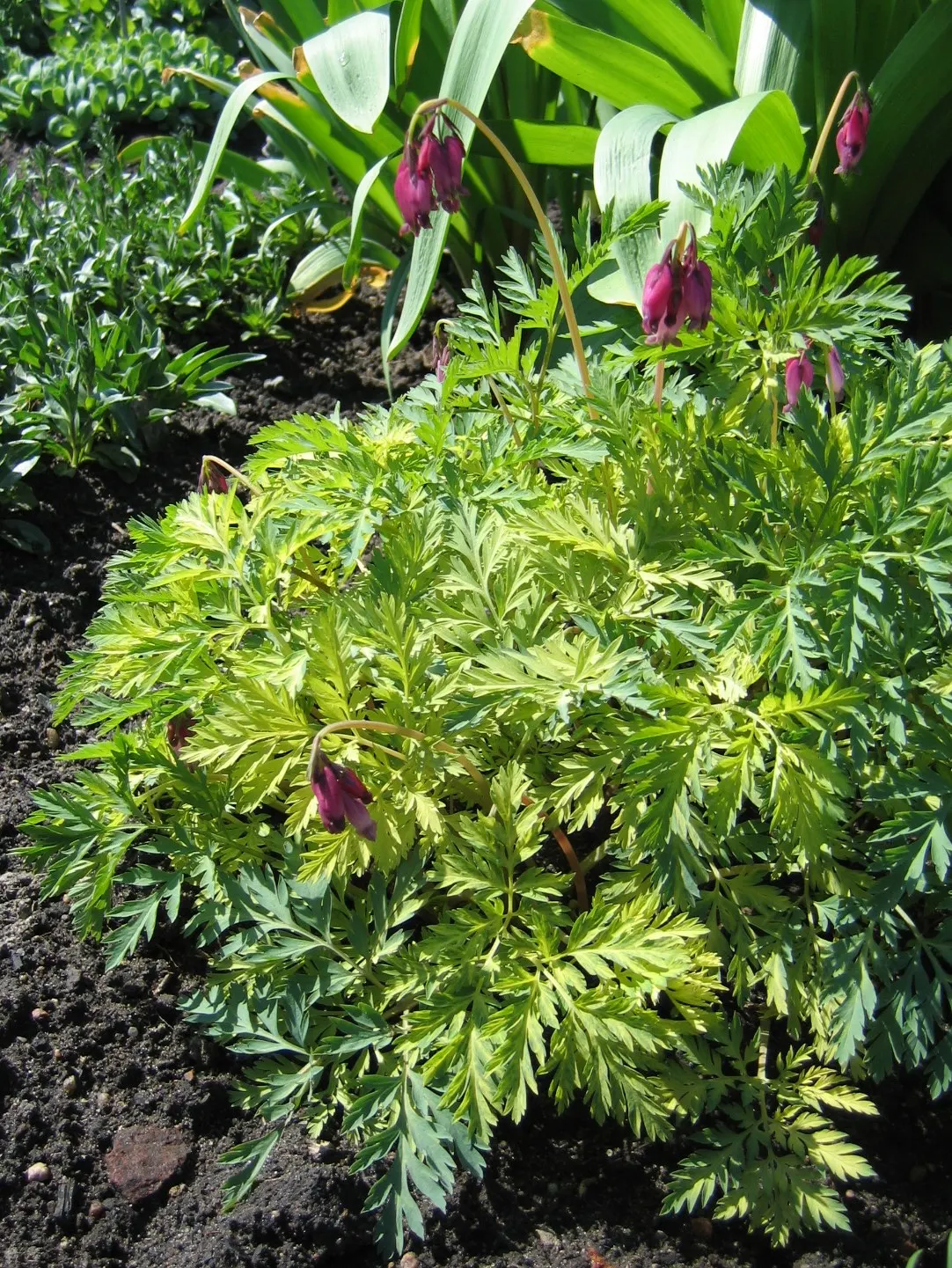 Pacific Bleeding Heart (Dicentra Formosa) — the Pacific Bleeding Heart is also deer-resistant; and the season-long interest it provides when combined with