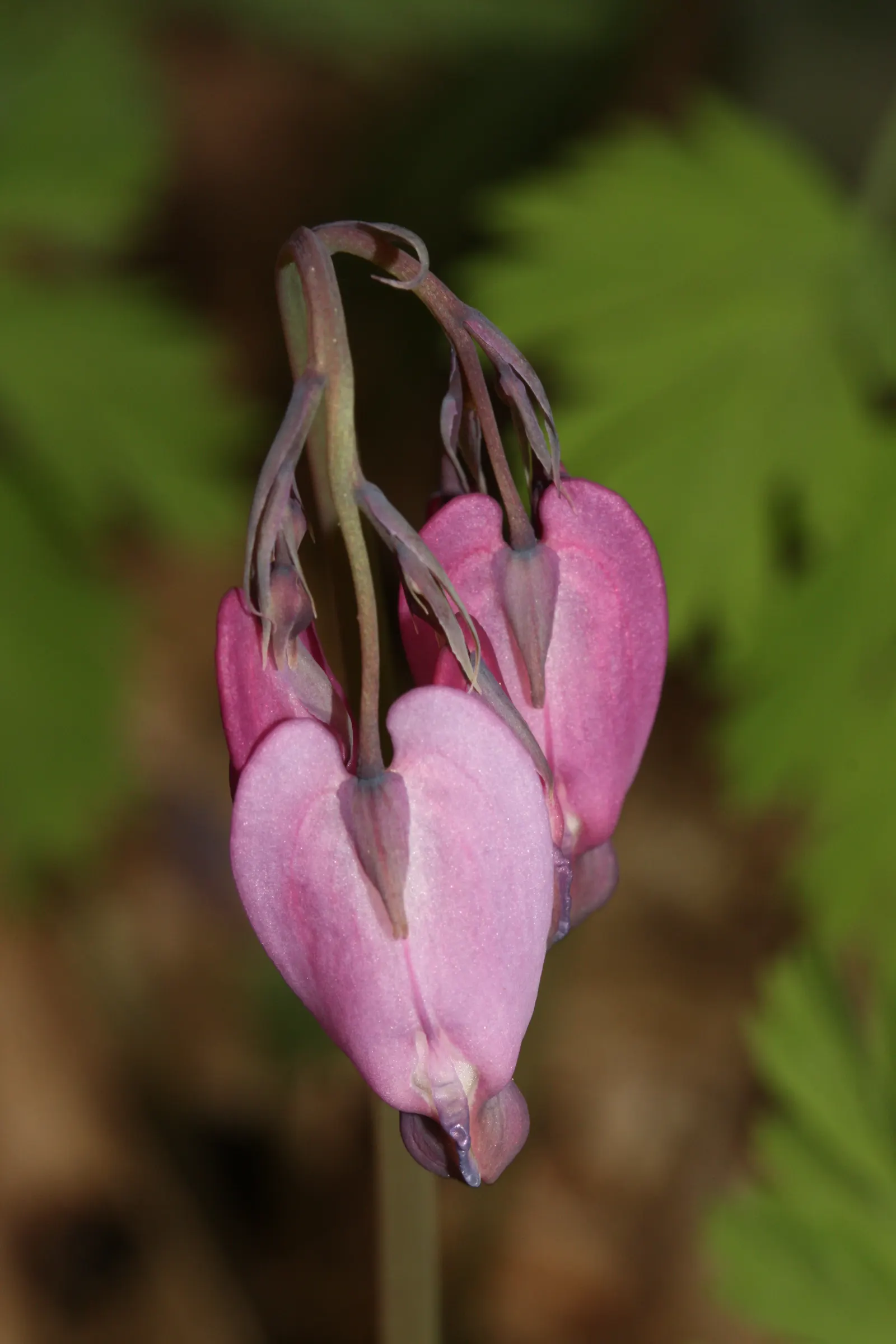 Pacific Bleeding Heart (Dicentra Formosa) — scientifically known as Dicentra formosa; although the plant is drought-tolerant once established, consistent