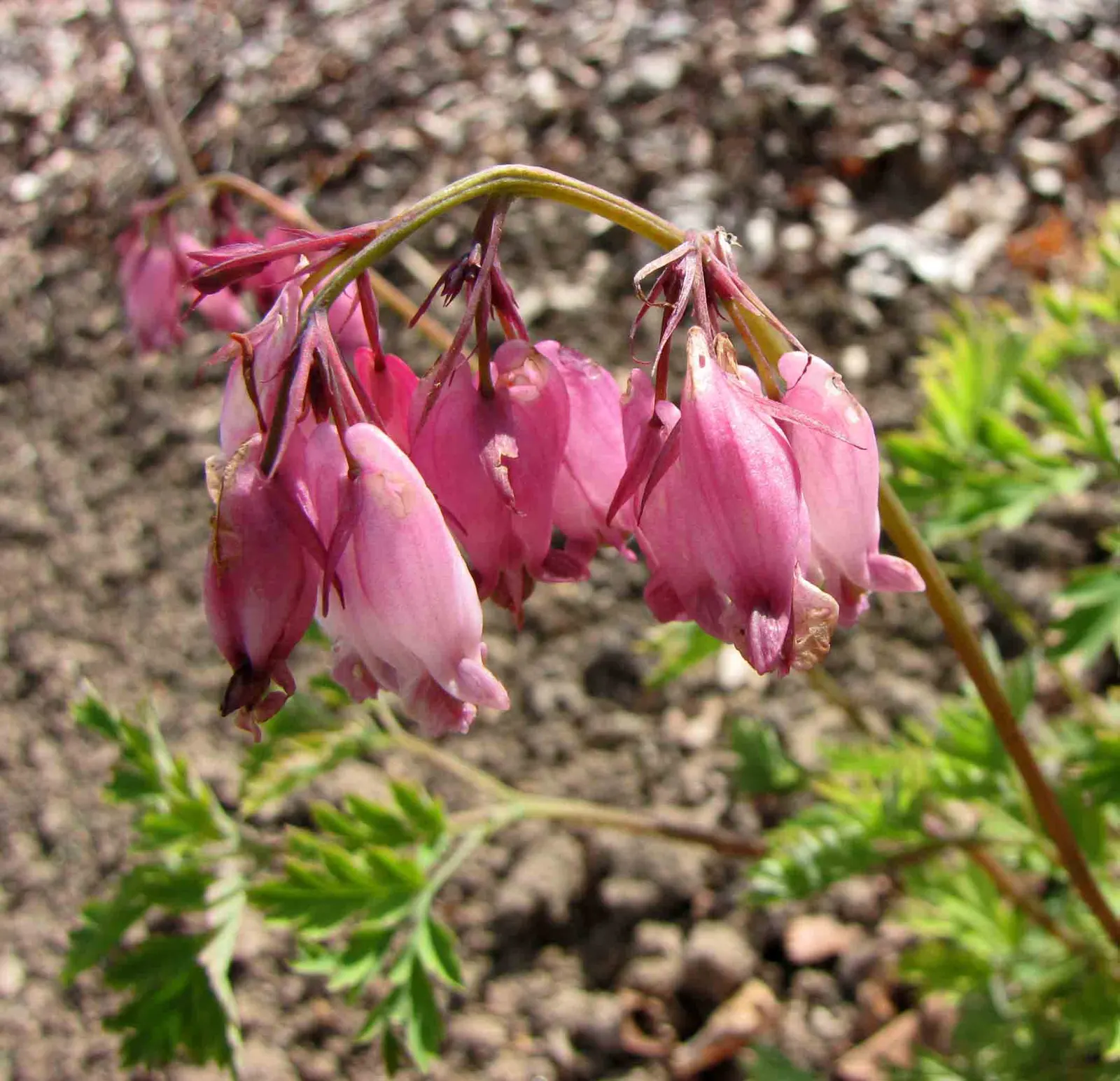 Pacific Bleeding Heart (Dicentra Formosa) — Foliage is fern-like, adding textural contrast; thriving in part to full shade, it prefers moist, well-drained soil
