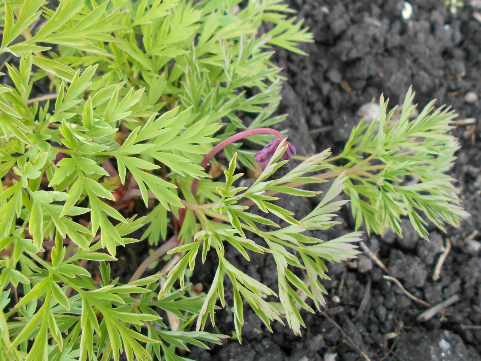 Pacific Bleeding Heart (Dicentra Formosa) — scientifically known as Dicentra formosa