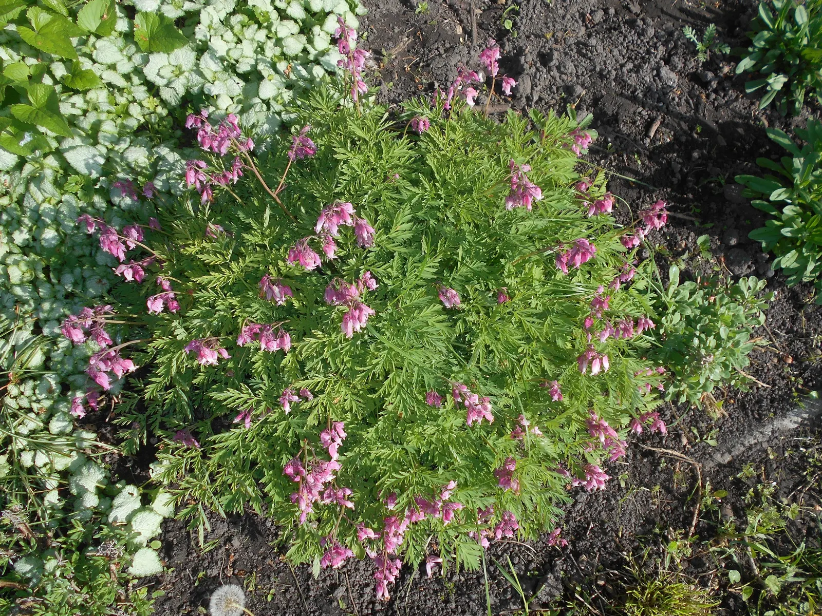 Pacific Bleeding Heart (Dicentra Formosa) — one should emphasize the easiness of care