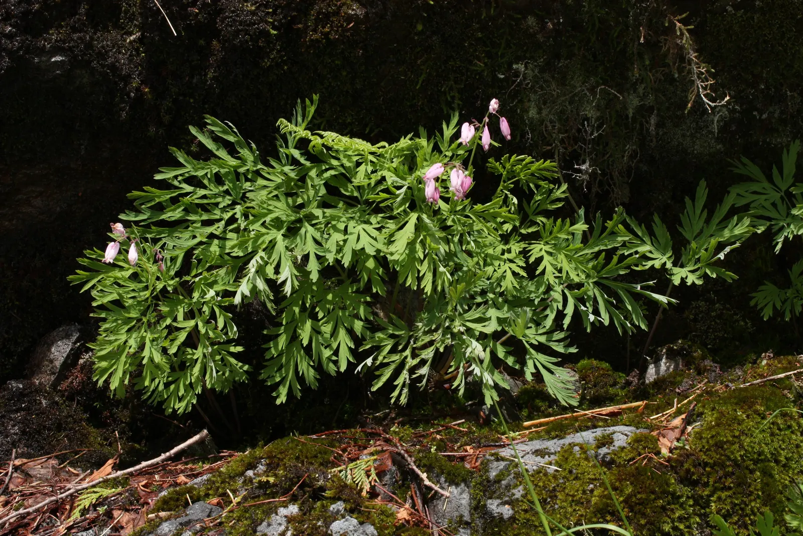 Pacific Bleeding Heart (Dicentra Formosa) — creating an ethereal effect