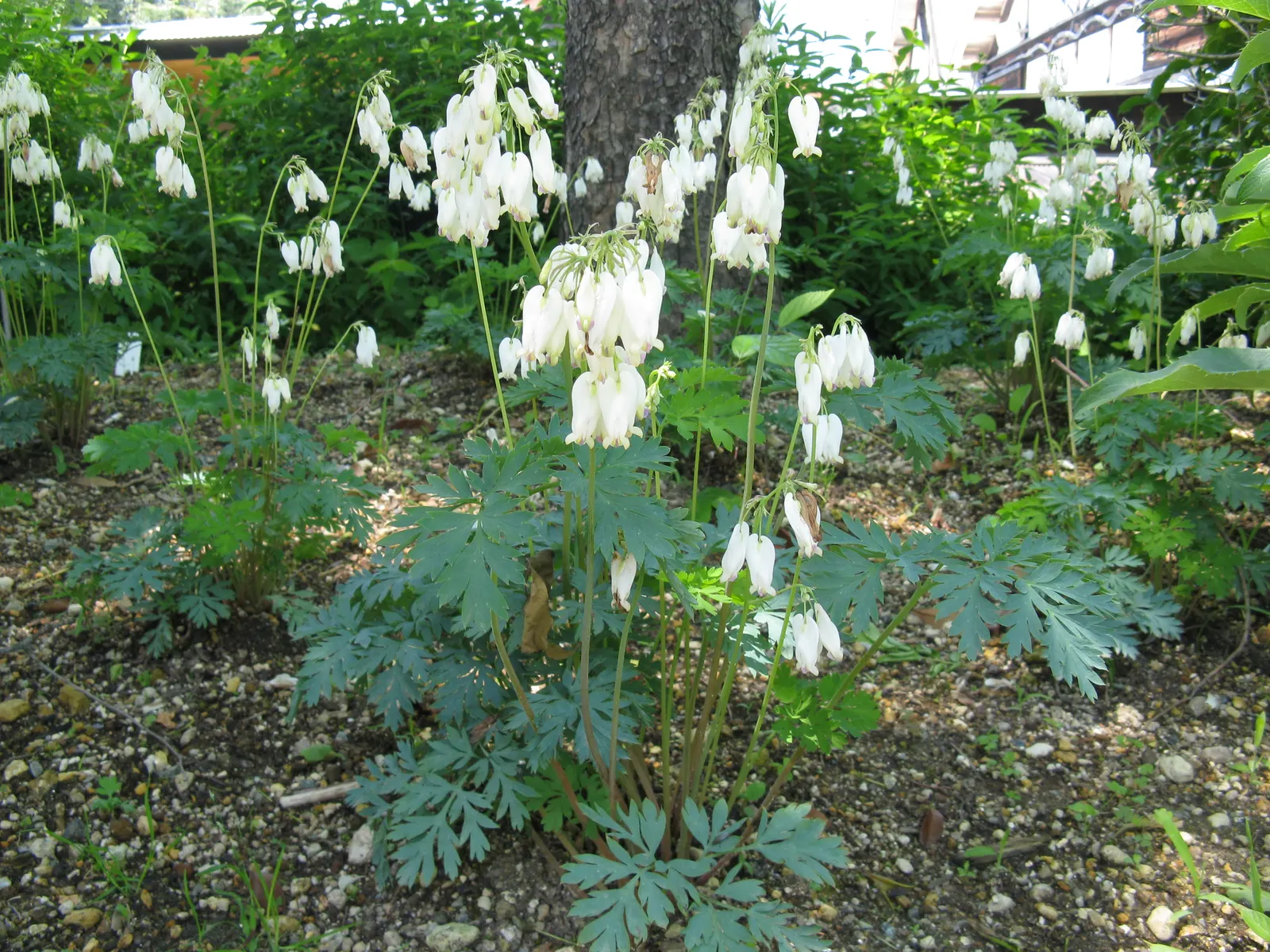 Pacific Bleeding Heart (Dicentra Formosa) — is a captivating perennial plant that thrives in USDA Hardiness Zones 3 through 9; and the season-long interest it