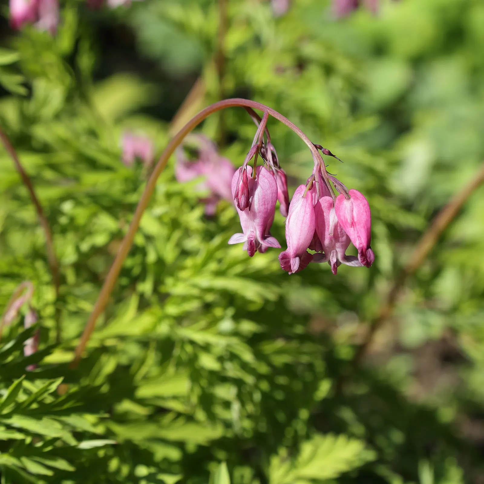 Pacific Bleeding Heart (Dicentra Formosa) — Ideal for woodland gardens, it blooms from April to July and gently self-sows without becoming invasive; this