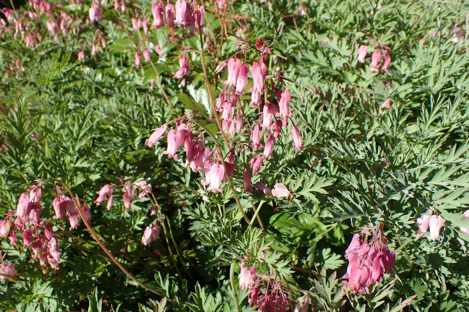 Pacific Bleeding Heart (Dicentra Formosa) — a boon for those looking to create a garden sanctuary undisturbed by wildlife