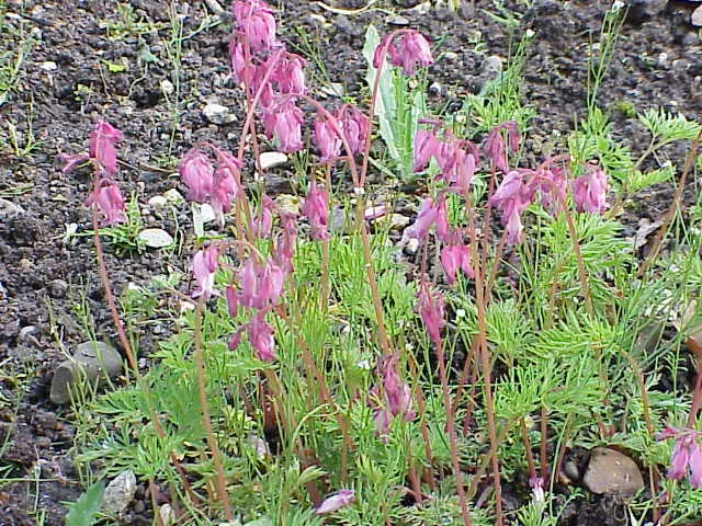 Pacific Bleeding Heart (Dicentra Formosa) — and the season-long interest it provides when combined with other shade-loving companions; thriving in part to full