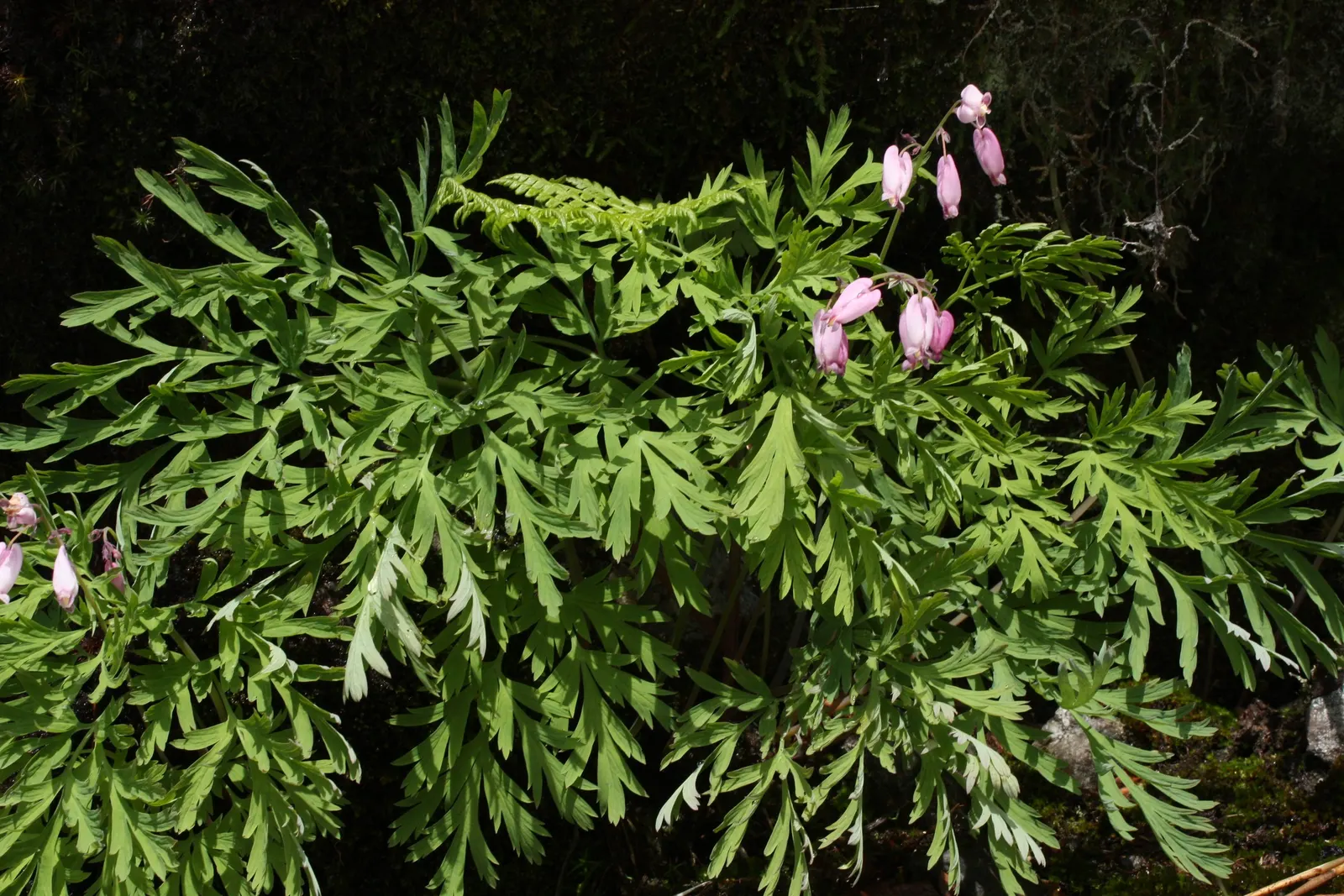 Pacific Bleeding Heart (Dicentra Formosa) — making it suitable for a vast range of landscapes; thriving in part to full shade, it prefers moist, image 65