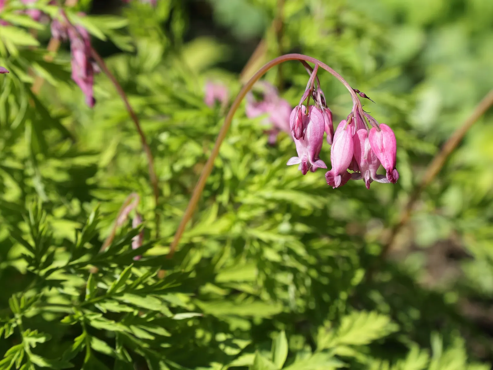 Pacific Bleeding Heart (Dicentra Formosa) — heart-shaped pink flowers