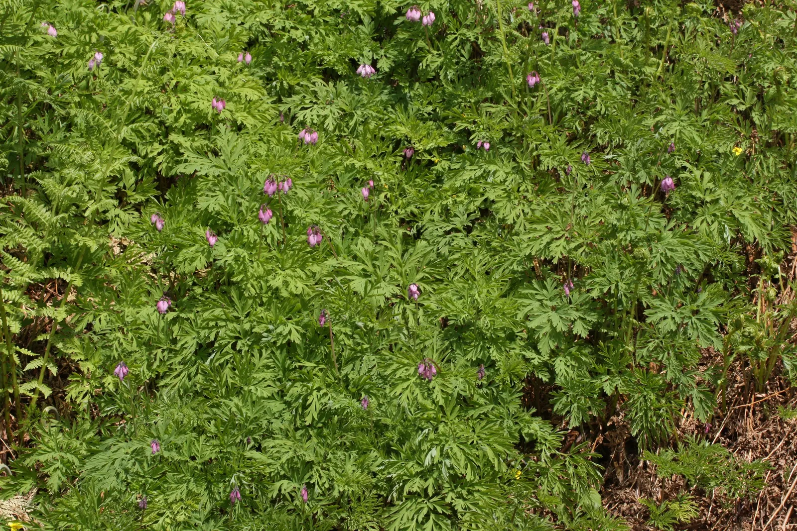 Pacific Bleeding Heart (Dicentra Formosa) — fern-like foliage is a lush